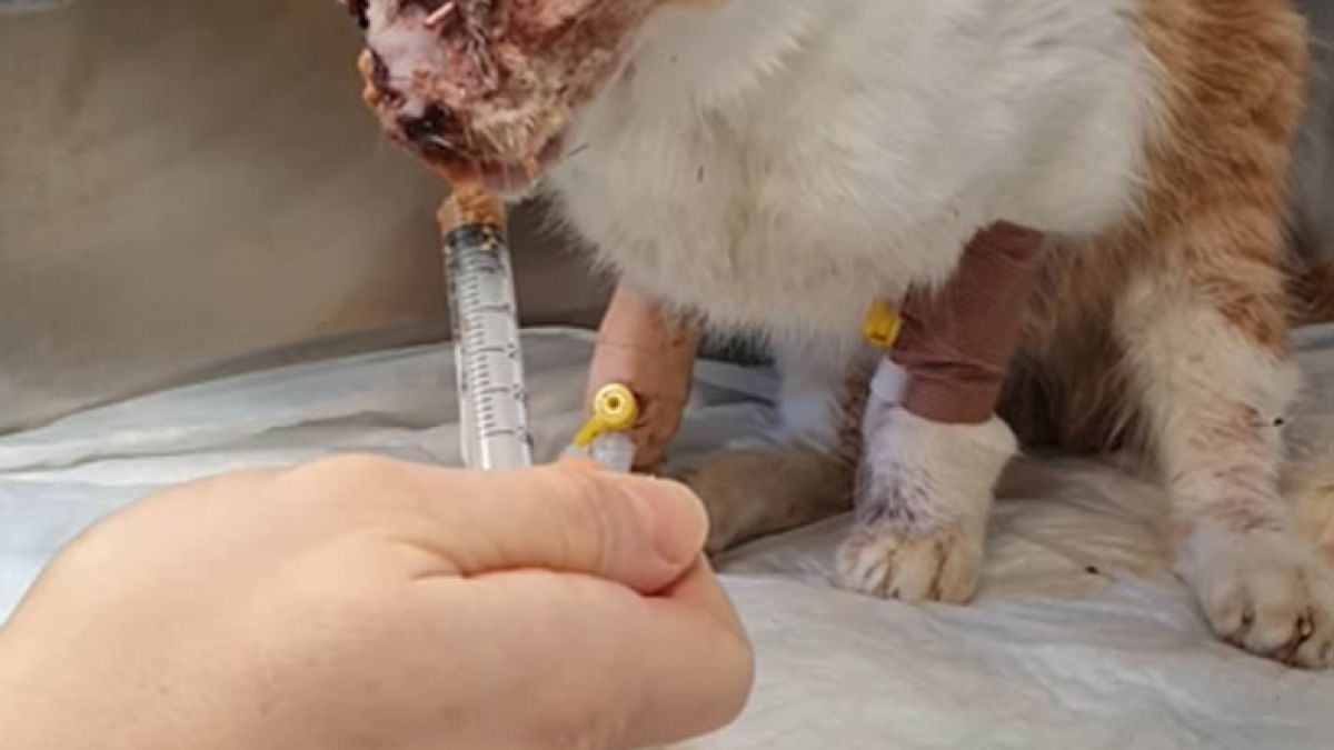 Ето какво се случва с котето Джеси, чиято участ потресе цяла България 