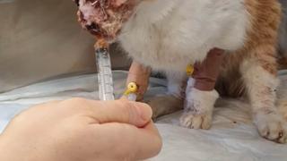 Ето какво се случва с котето Джеси, чиято участ потресе цяла България 