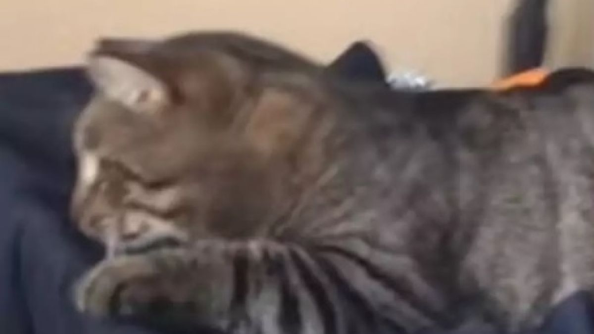Това епично падане на котарак ще развесели всеки ВИДЕО