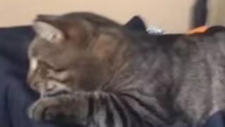 Това епично падане на котарак ще развесели всеки ВИДЕО