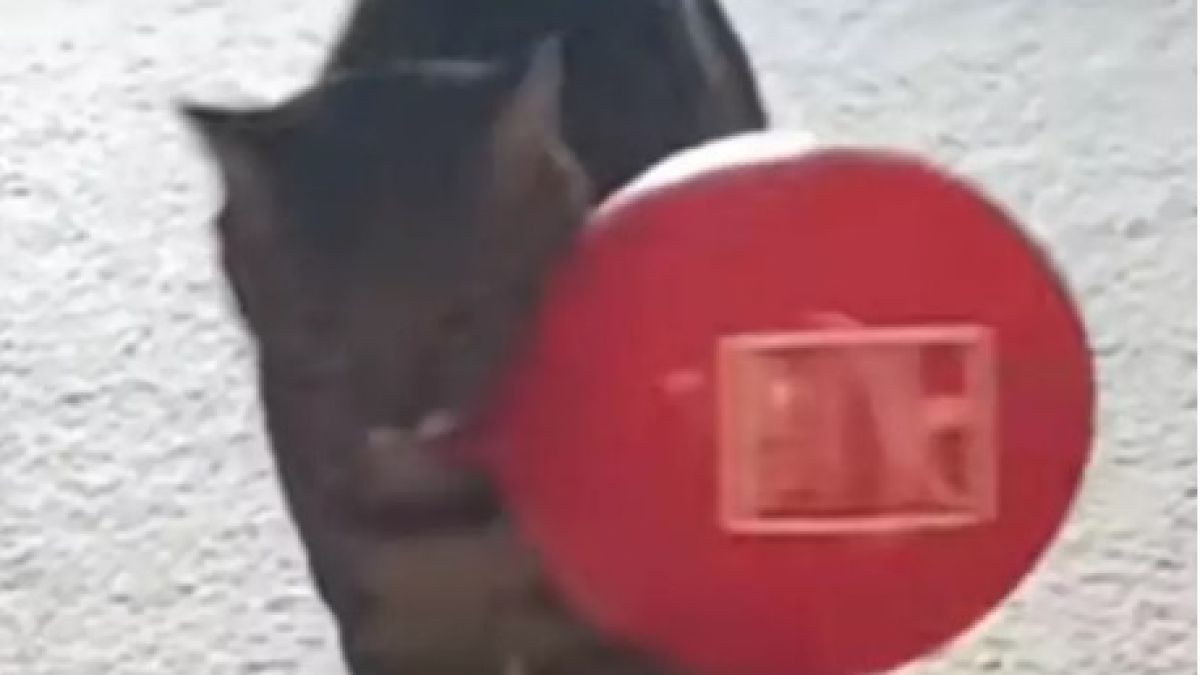 Смешната походка на тази котка развесели мрежата ВИДЕО