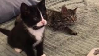 Котенца, погълнати от гледането на анимационен филм, умилиха мрежата ВИДЕО