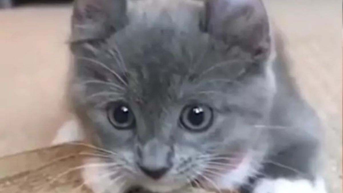 Котка от рядка порода очарова всички в мрежата ВИДЕО