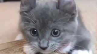 Котка от рядка порода очарова всички в мрежата ВИДЕО