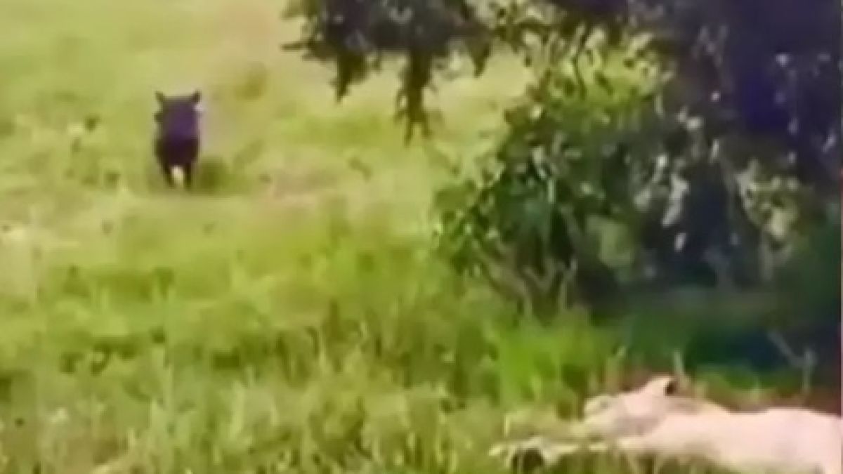 Диво прасе, избягало от лъвове, разсмя интернет ВИДЕО