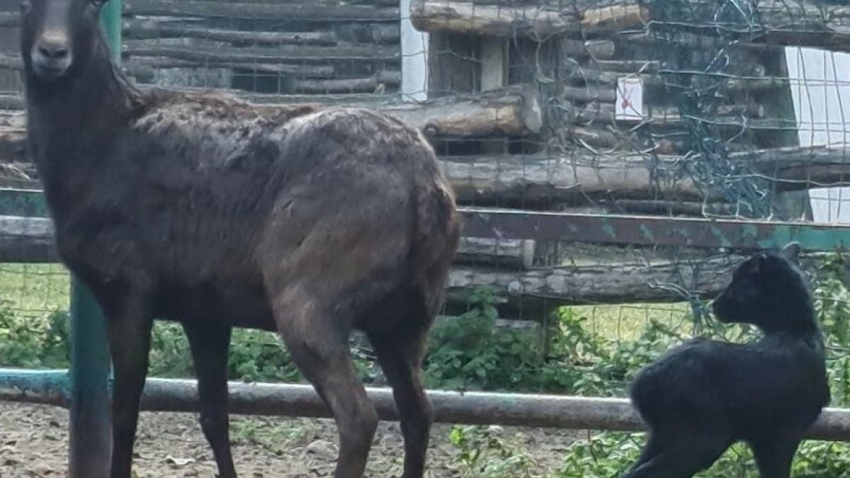 Нещо уникално се случи във варненския зоопарк днес