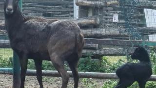 Нещо уникално се случи във варненския зоопарк днес