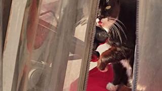 Успя ли котка да подкара мотокар в Кърджали СНИМКА