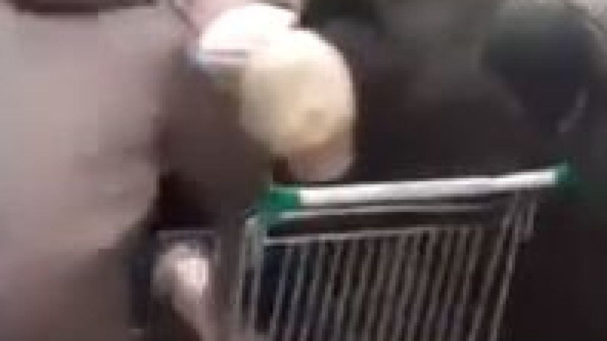 Бой за захар по магазините в Русия ВИДЕО 