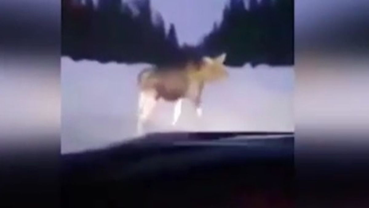 Лос нападна шофьор, който го... дразни ВИДЕО