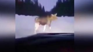 Лос нападна шофьор, който го... дразни ВИДЕО