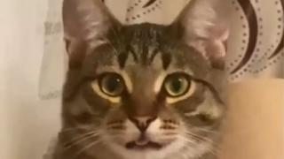 Котарак, който се готви да се прозява, ще разсмее всеки ВИДЕО