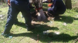 Такава зрелищна акция заради магаре не се вижда всеки ден ВИДЕО 