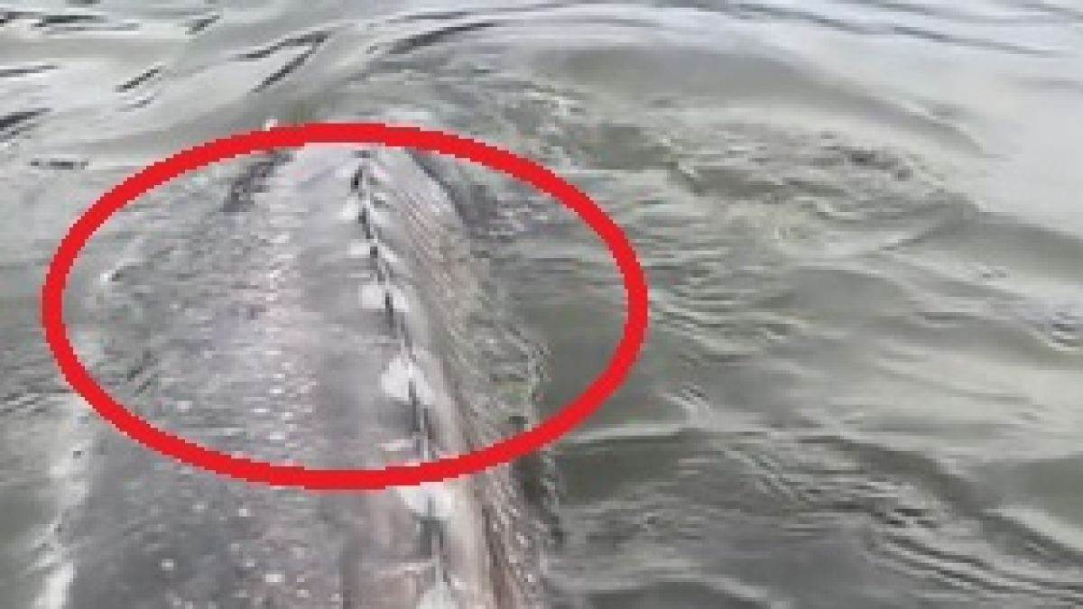 Шок в Канада! От езеро изплува гигантско чудовище ВИДЕО