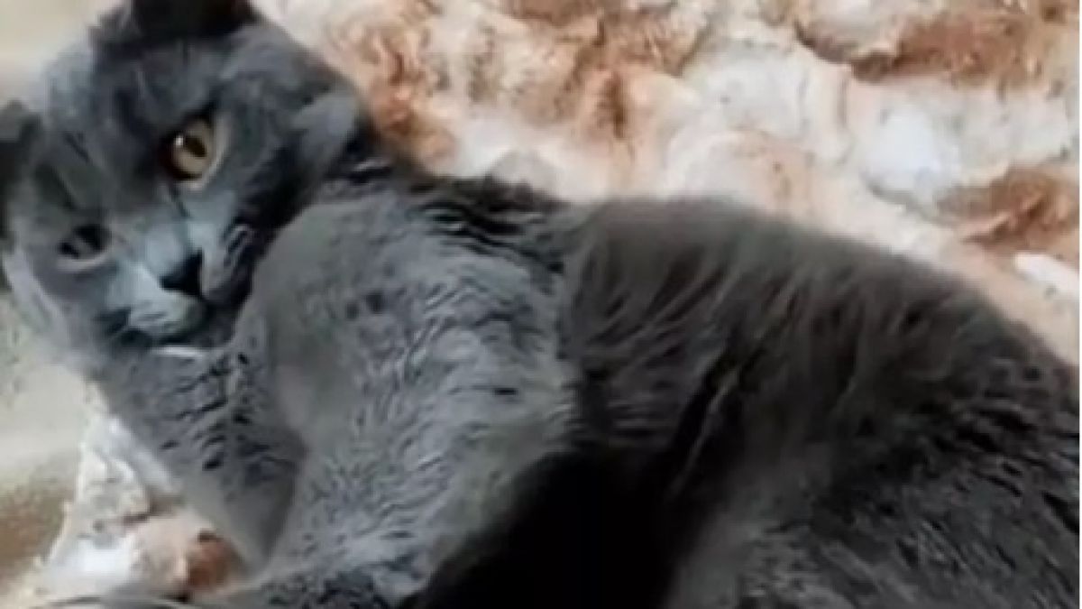 Котка накара мрежата да се тресе от смях, вижте защо ВИДЕО