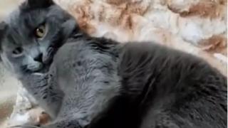 Котка накара мрежата да се тресе от смях, вижте защо ВИДЕО