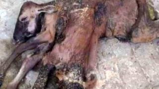 Мутант с две глави и шест крака се превърна в сензация СНИМКИ 