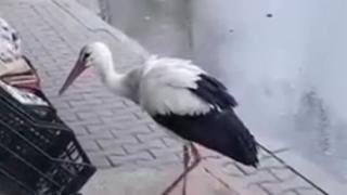 Необичаен "клиент" посети магазинче в Старозагорско ВИДЕО