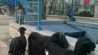 Палави козички зарадваха студенти във Варна СНИМКА