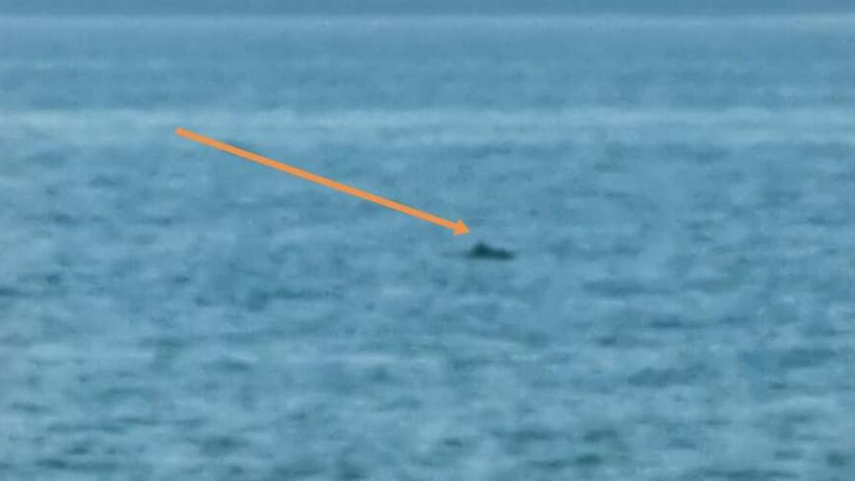 Делфин зарадва минувачи на плаж във Варна ВИДЕО