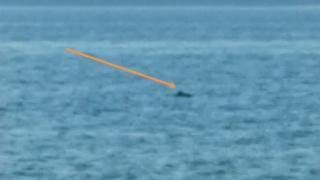 Делфин зарадва минувачи на плаж във Варна ВИДЕО