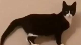 Котарак поздрави собственика си и накара мрежата да се смее ВИДЕО