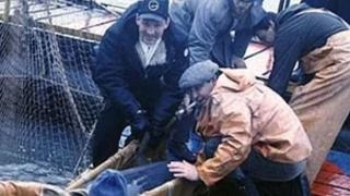 Русия пусна делфини-шпиони да пазят базата в Севастопол СНИМКИ