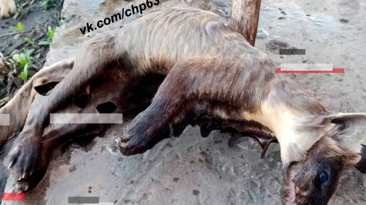 Убиха мистериозния звяр, който разкъсваше масово пилета и кокошки СНИМКА