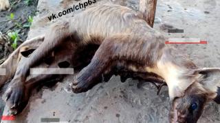 Убиха мистериозния звяр, който разкъсваше масово пилета и кокошки СНИМКА