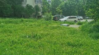 Побесняла пловдивчанка: Тук ще отглеждаме анаконди СНИМКИ