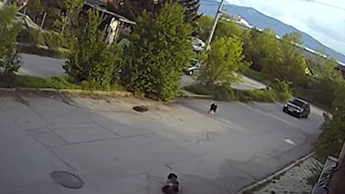 Изрод прегази нарочно куче в столичен квартал ВИДЕО