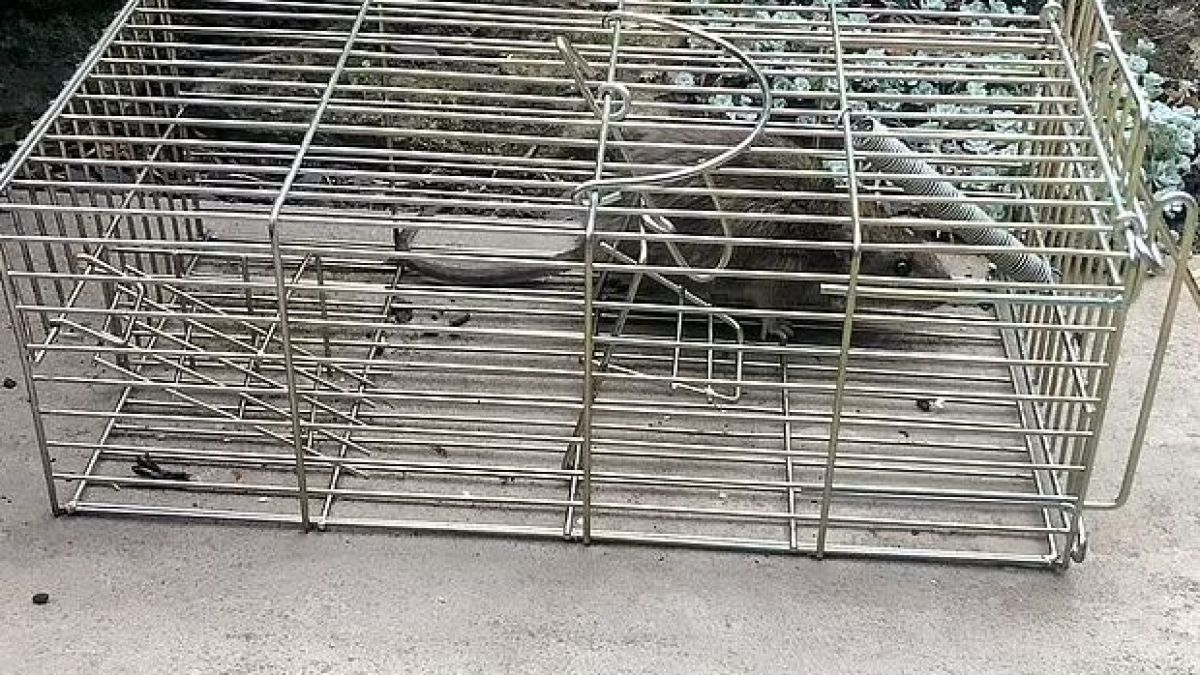 Ужас! Плъх мутант изяде лицето на пенсионерка, преди да го застрелят СНИМКИ 18+