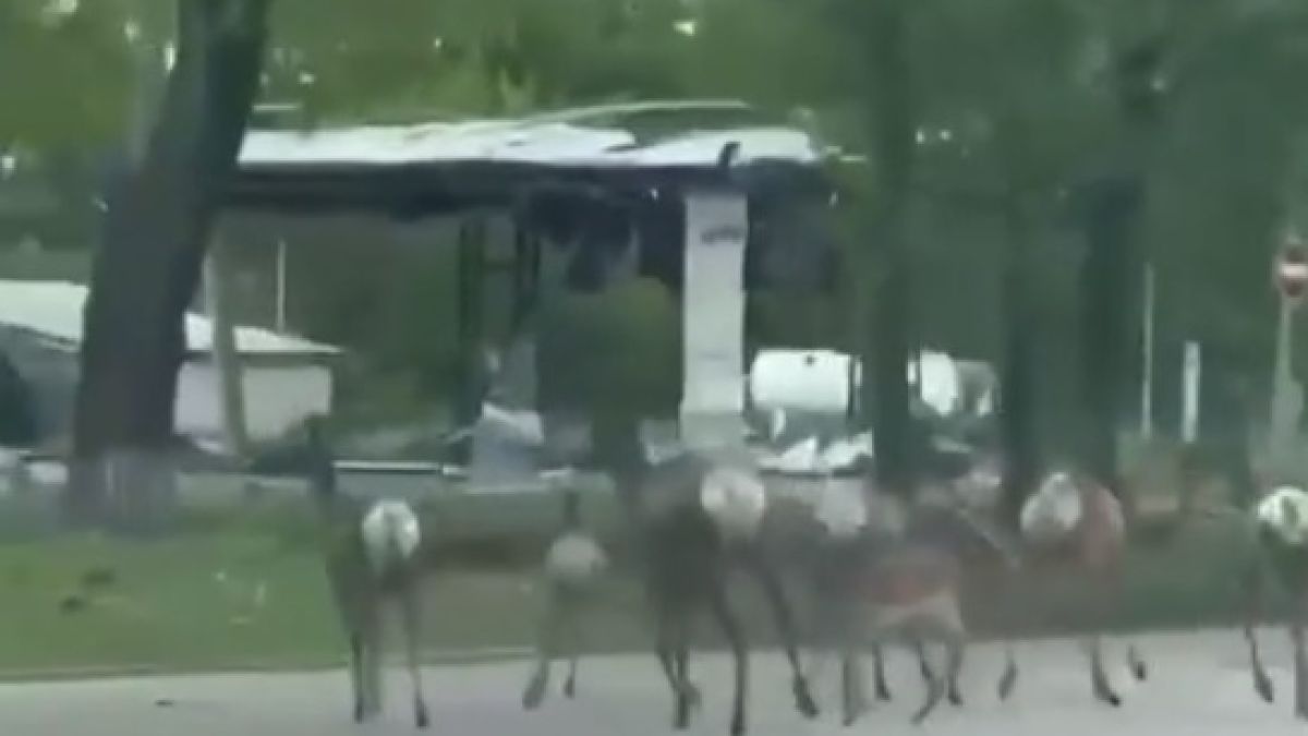  ВИДЕО от войната: Стада диви свине и сърни бродят из Харков 
