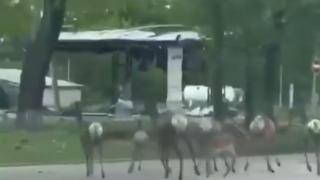  ВИДЕО от войната: Стада диви свине и сърни бродят из Харков 