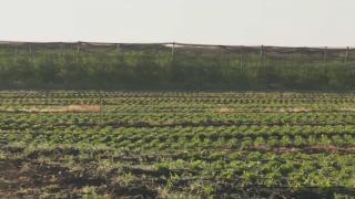 Заради войната в Украйна: Земеделци у нас се страхуват от голямо бедствие 