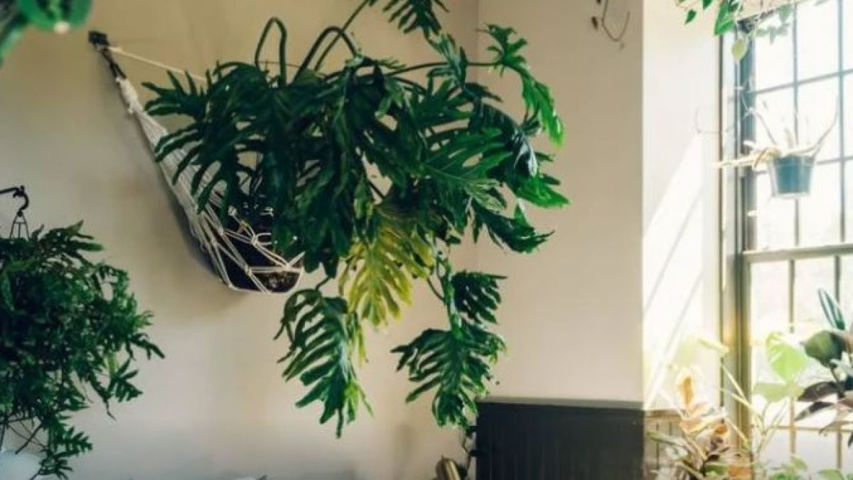 Сложете тези растения в стаята си и ще се случат куп чудеса