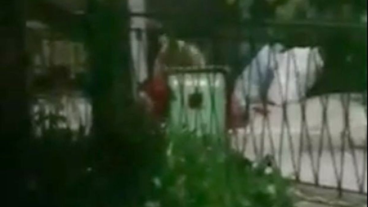 Страшен звяр броди по тъмна доба в центъра на Чепеларе ВИДЕО 