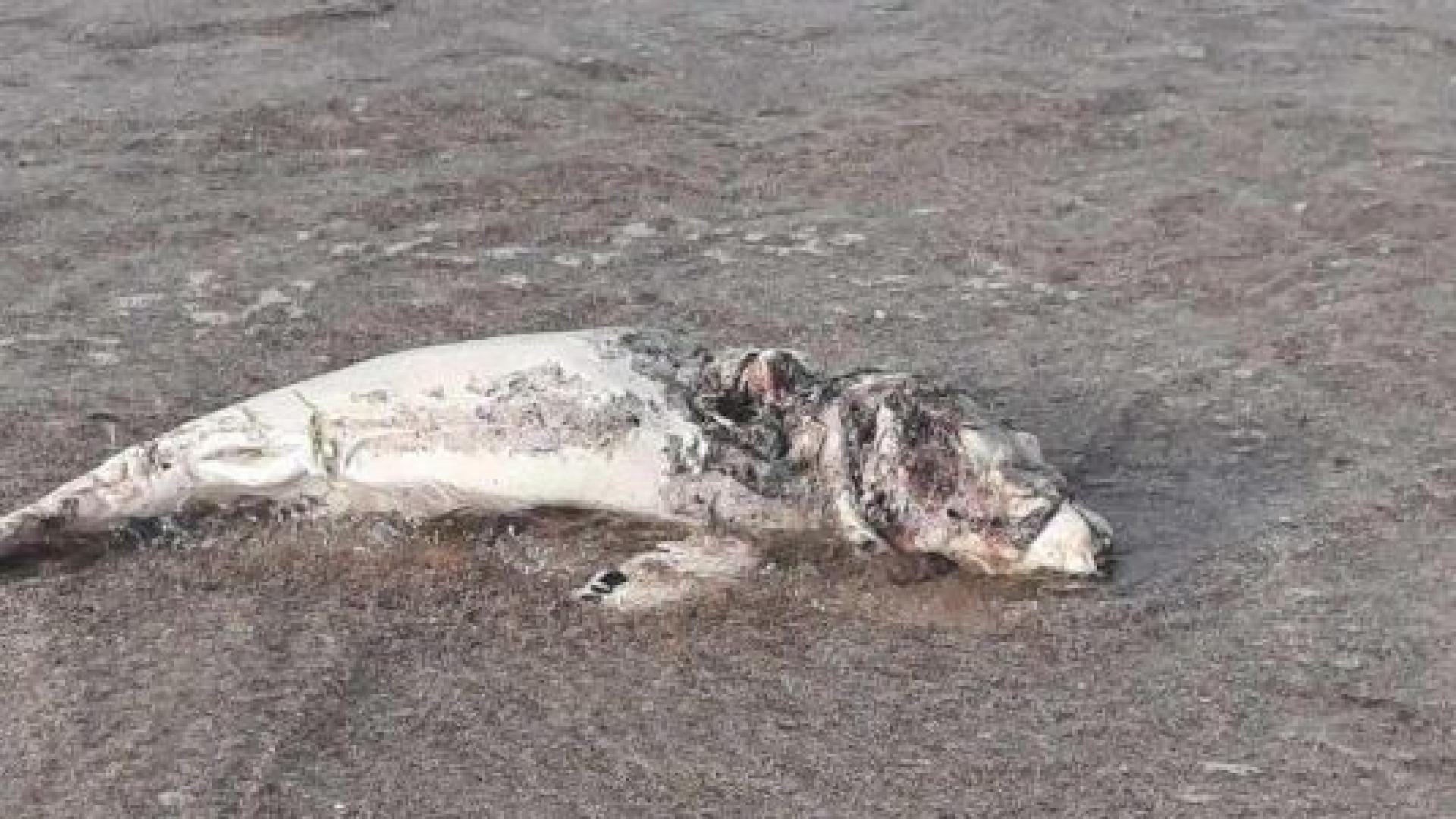 Зловеща находка на плаж "Смокиня" 