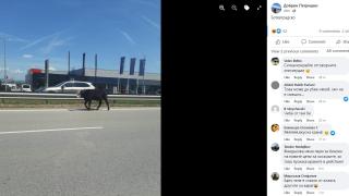 Пълен шок! На бул. "Ботевградско шосе" в София се появи... СНИМКА
