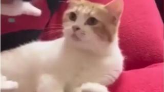 Тази майка котка трогна мрежата, вижте защо ВИДЕО