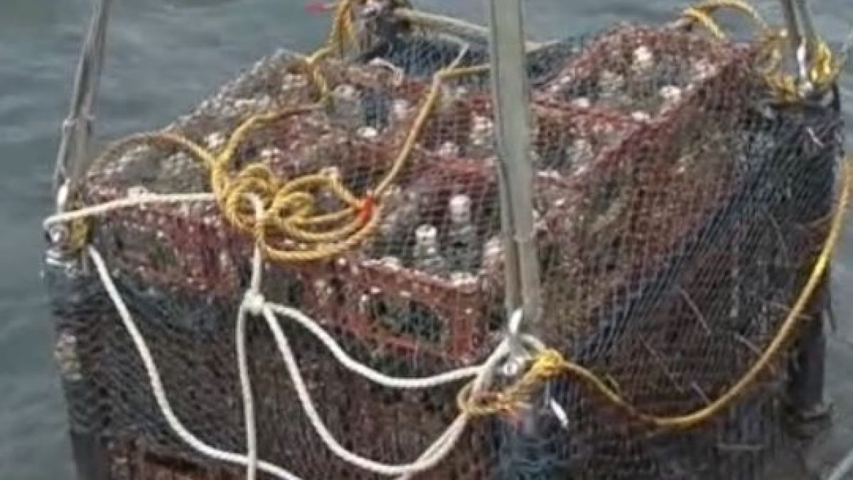 Извадиха 100 бутилки със саке край бреговете на Япония