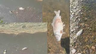 Страшна гадост се носи във водите на язовир "Студен кладенец"