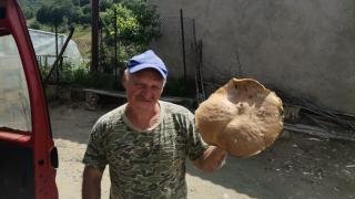 Манатарка-гигант едва се побра на масата на стар гъбар в Родопите СНИМКА