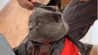Котарак влюби в себе си мрежата, вижте защо ВИДЕО
