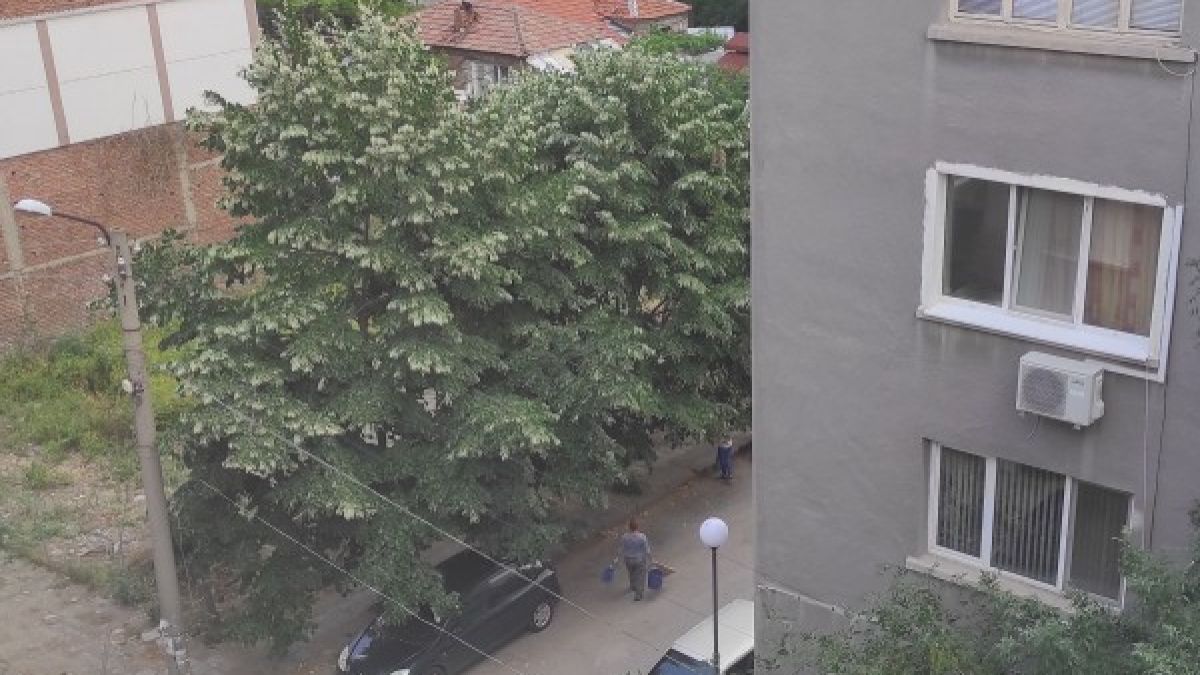 Никога вече няма да пиете липов чай, ако видите как роми събират цветовете на тези СНИМКИ