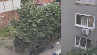 Никога вече няма да пиете липов чай, ако видите как роми събират цветовете на тези СНИМКИ