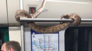 ВИДЕО с 3-метрова боа в метрото ошашави мрежата 