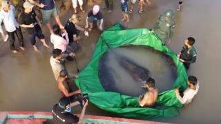 Хванаха рекордно голяма риба! 12 души я вадят ВИДЕО 