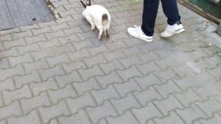 Не е за вярване какъв домашен любимец изведе на разходка столичанин СНИМКА 