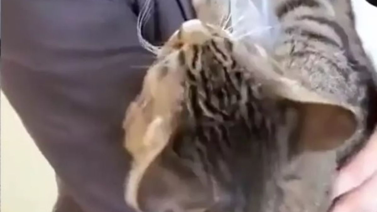 Котарак научи командата "гушкане" и предизвика възторг в мрежата ВИДЕО